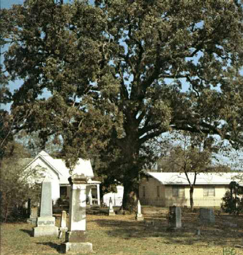 Page's Tree-1969